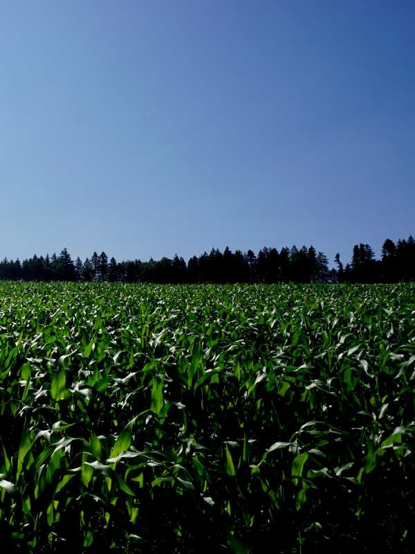Agro Commodities