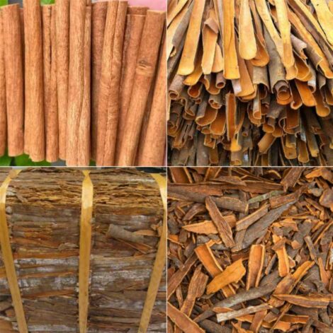 CASSIA/CINNAMON